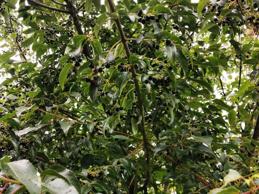 Maqui: El árbol medicinal de los bosques chilenos - Cómo saber si es maqui arbol de maqui chileno - Cómo saber si es maqui