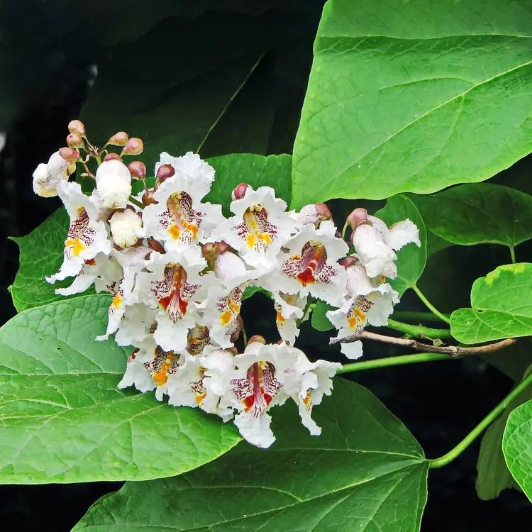 Árboles con Hojas Redondas: Una Guía Completa - Cómo se caen las hojas de catalpa arbol con hojas redondas - Cómo se caen las hojas de catalpa