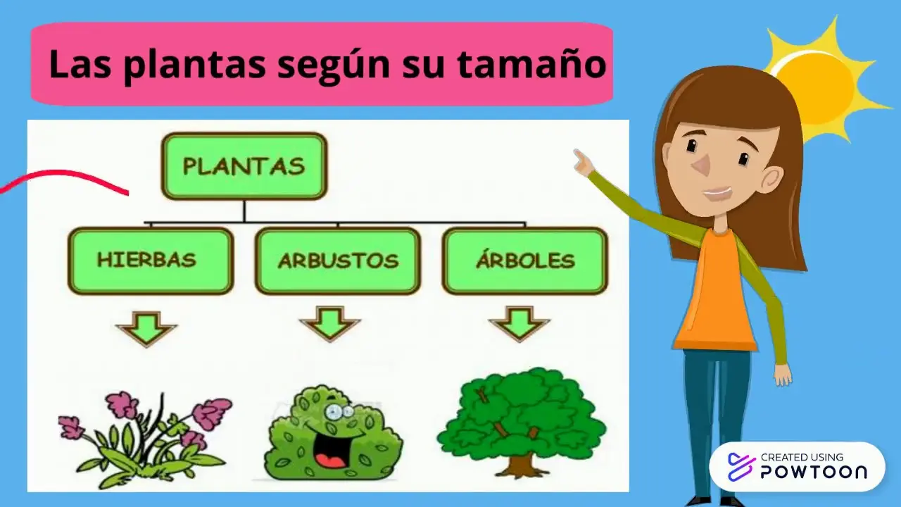 Clasificación de los Árboles según su Tamaño: Una Guía Completa - Cómo se clasifican las plantas de acuerdo a su tamaño clasificacion de los arboles segun su tamaño - Cómo se clasifican las plantas de acuerdo a su tamaño