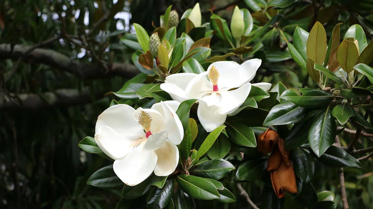 arbol de magnolia amarilla - Cómo se cuida el árbol de magnolia