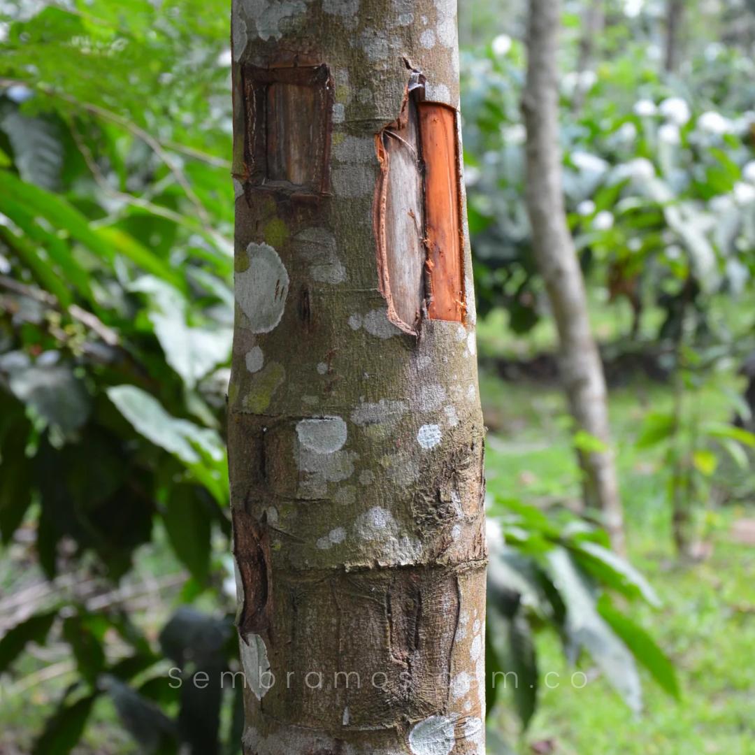 Cultivo del Árbol de Canela: Guía Completa para un Clima Adecuado - Cómo se cuida la planta de canela arbol de canela clima - Cómo se cuida la planta de canela