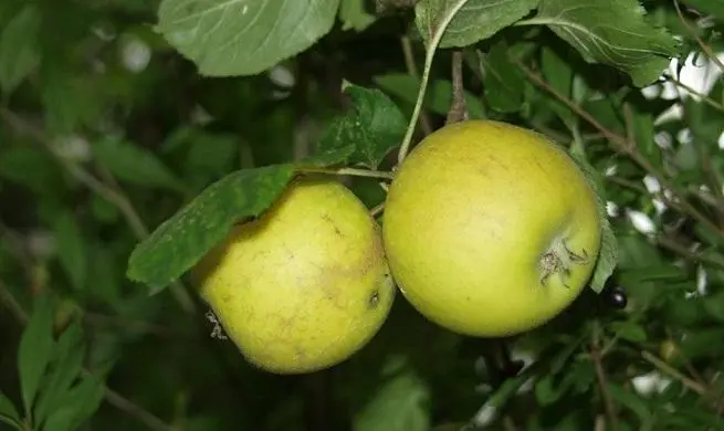 Guía Completa para el Cuidado del Árbol de Manzana Verde: Consejos para un Fruto Exquisito - Cómo se cuida un árbol de manzana arbol de manzana verde cuidados - Cómo se cuida un árbol de manzana