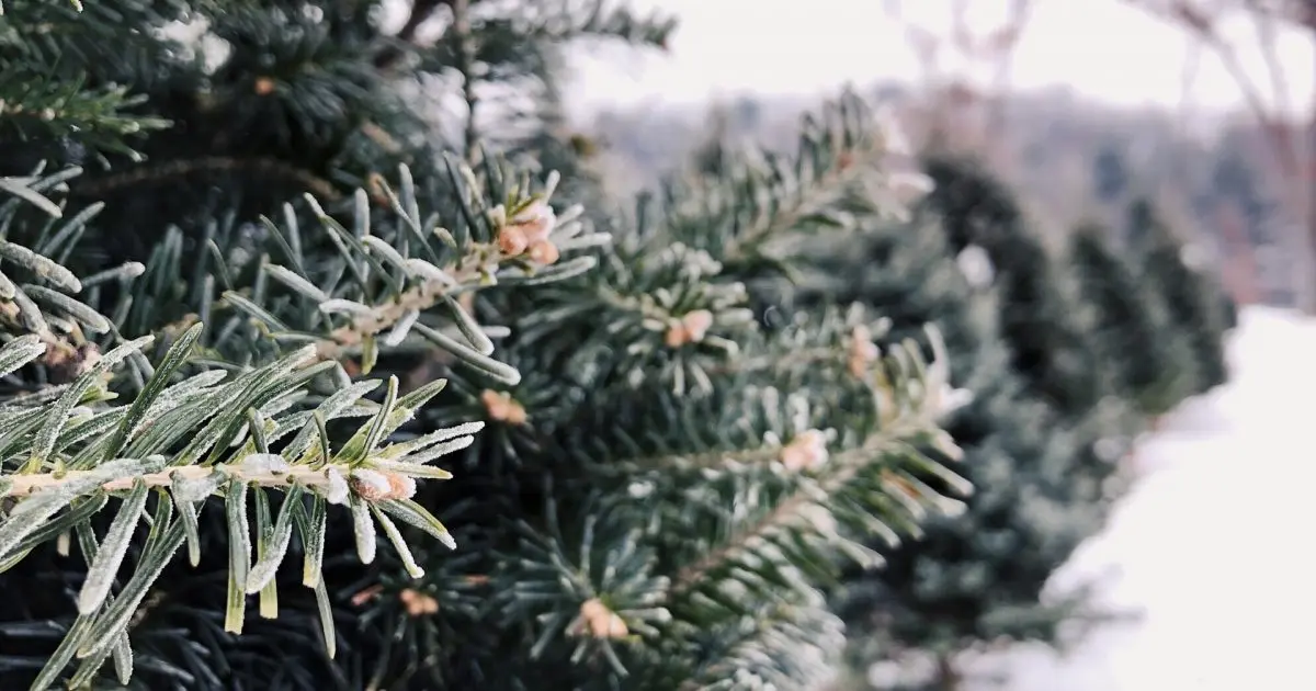 Arbol de Navidad para Plantar: Guía Completa para Elegir, Plantar y Cuidar tu Propio Árbol - Cómo se cultiva un árbol de Navidad arbol de navidad para plantar - Cómo se cultiva un árbol de Navidad