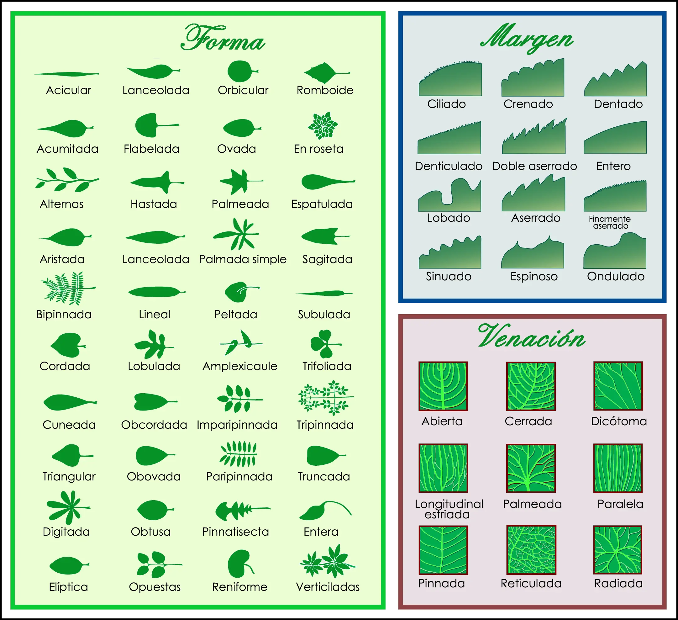 Descripción de las Hojas de los Árboles: Una Guía Completa - Cómo se escriben las hojas de árbol descripcion de hojas de arboles - Cómo se escriben las hojas de árbol