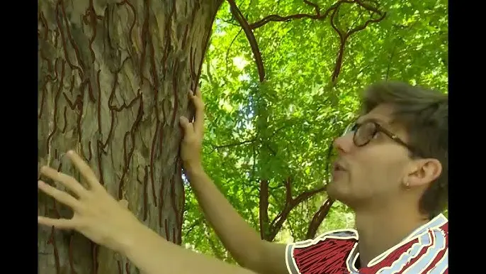 Cómo se llama la piel del árbol: Una guía completa - Cómo se le llama a la piel de los árboles como se llama la piel del arbol - Cómo se le llama a la piel de los árboles