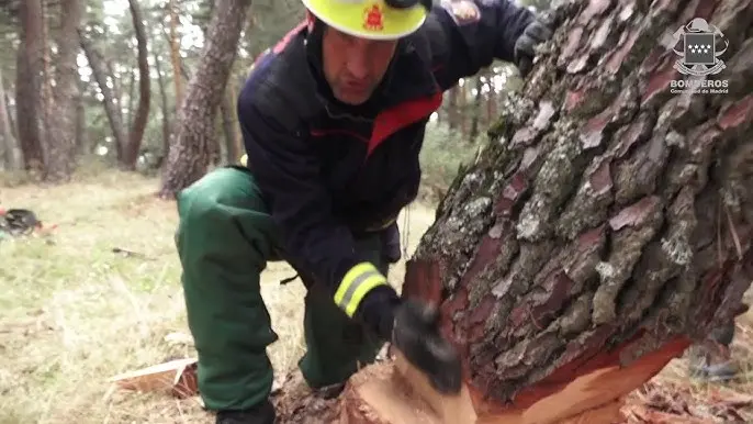 Apeo de árboles: Un análisis exhaustivo de la deforestación - Cómo se le llama a la tala de árboles apeo de arboles - Cómo se le llama a la tala de árboles