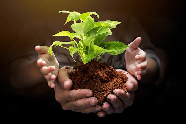 Brotes de árboles: Cómo identificarlos, prevenirlos y eliminarlos - Cómo se le llama al brote de una planta brote arbol - Cómo se le llama al brote de una planta