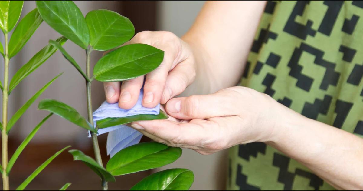 Descubre los Árboles de Hojas Brillantes: Guía Completa para Identificarlos - Cómo se limpian las hojas del gomero arbol de hojas brillosas - Cómo se limpian las hojas del gomero
