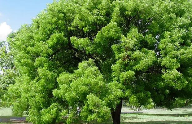 Descubre el árbol de la caoba: Características, usos y su importancia - Cómo se llama el árbol de caoba arbol de la caoba crucigrama - Cómo se llama el árbol de caoba