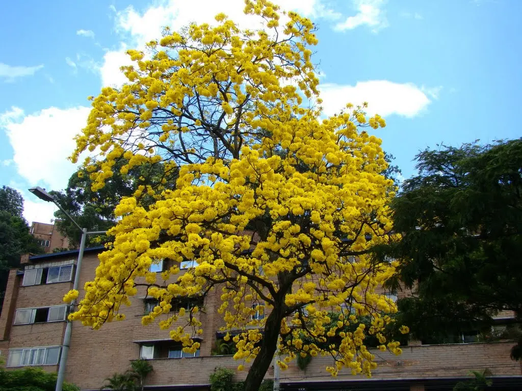 arbol amarillo guadalajara - Cómo se llama el árbol de flor amarillo