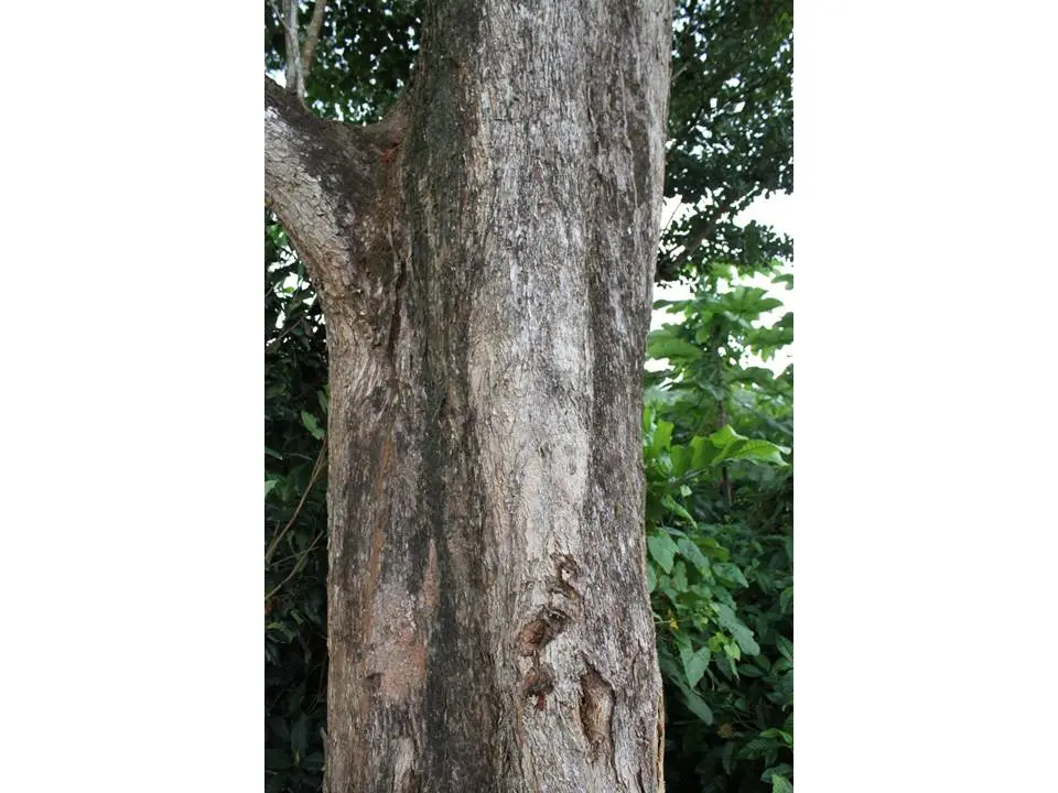 arbol de guinea que se usa en ebanisteria - Cómo se llama el árbol de Guinea