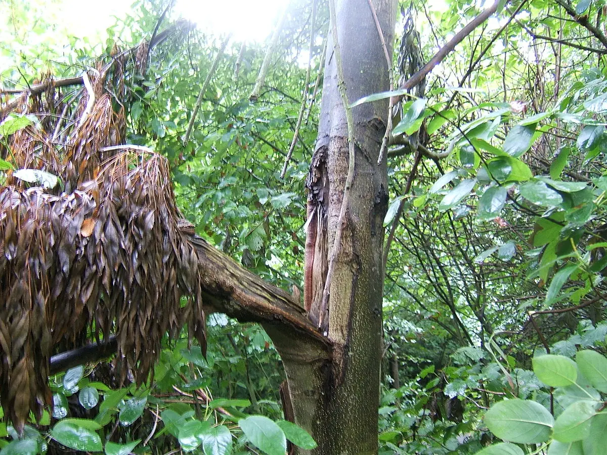 Alameda: Un Paseo Arbolado con Historia - Cómo se llama el árbol de la calle arbol alameda - Cómo se llama el árbol de la calle