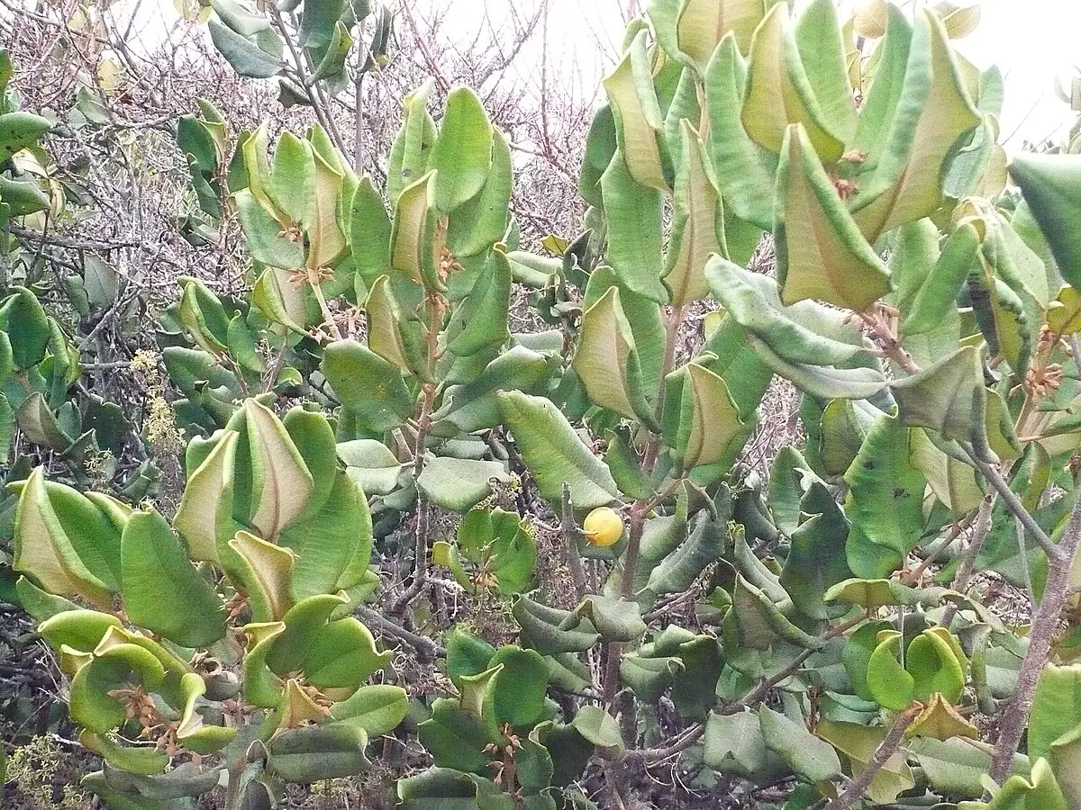Lúcuma: El árbol de la fruta dulce y ancestral - Cómo se llama el árbol de la lúcuma arbol de lucuma - Cómo se llama el árbol de la lúcuma