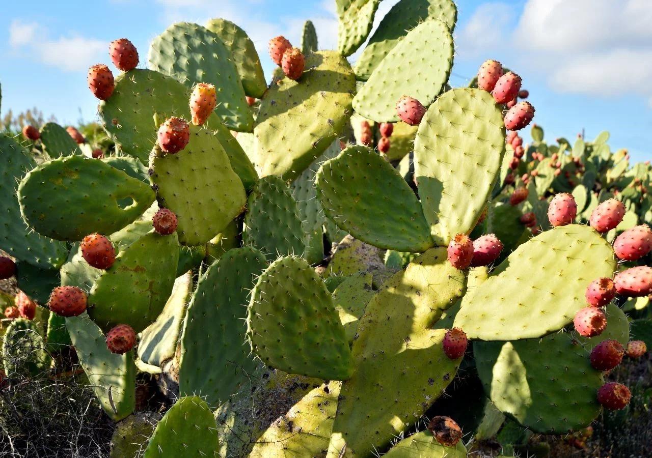 El árbol de la tuna: un símbolo mexicano con un pasado histórico y un futuro prometedor - Cómo se llama el árbol de la tuna arbol de la tuna - Cómo se llama el árbol de la tuna
