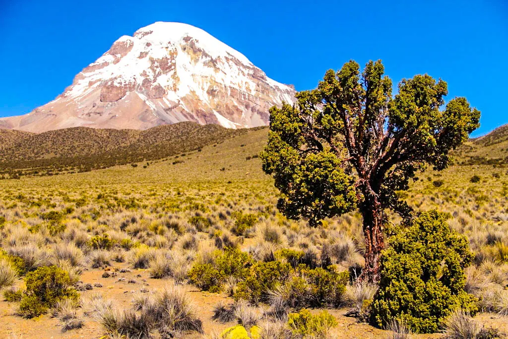 arbol andino de madera dura - Cómo se llama el árbol de madera muy dura
