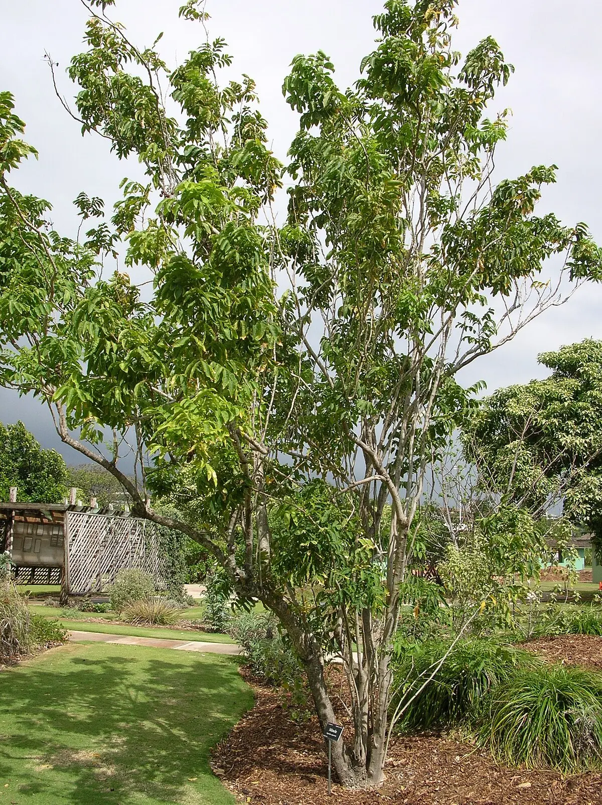 El Árbol del Jabón en México: Guía Completa de Tipos, Propiedades y Cultivo - Cómo se llama el árbol del jabón arbol de jabon en mexico - Cómo se llama el árbol del jabón
