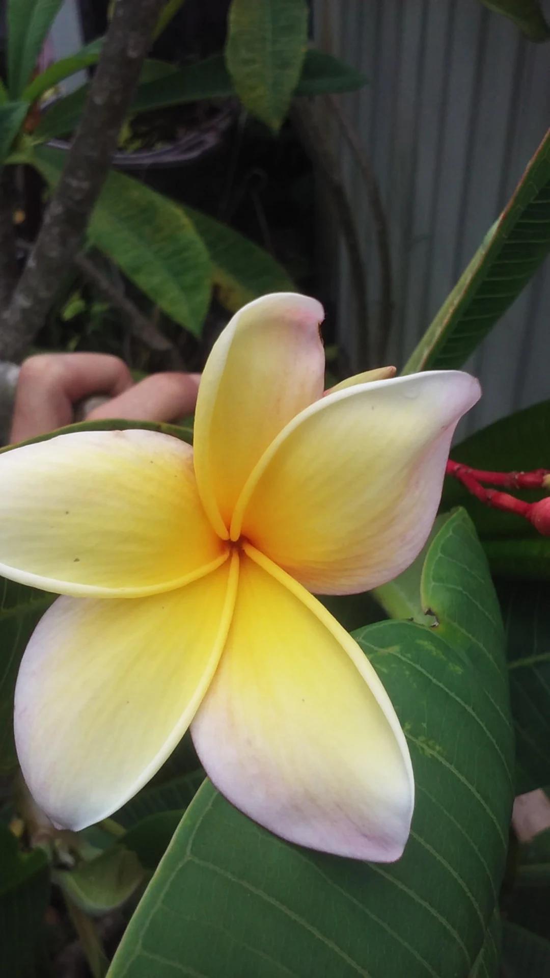 Los árboles más comunes de Hawái: Una guía completa - Cómo se llama el árbol hawaiano arboles tipicos de hawaii - Cómo se llama el árbol hawaiano