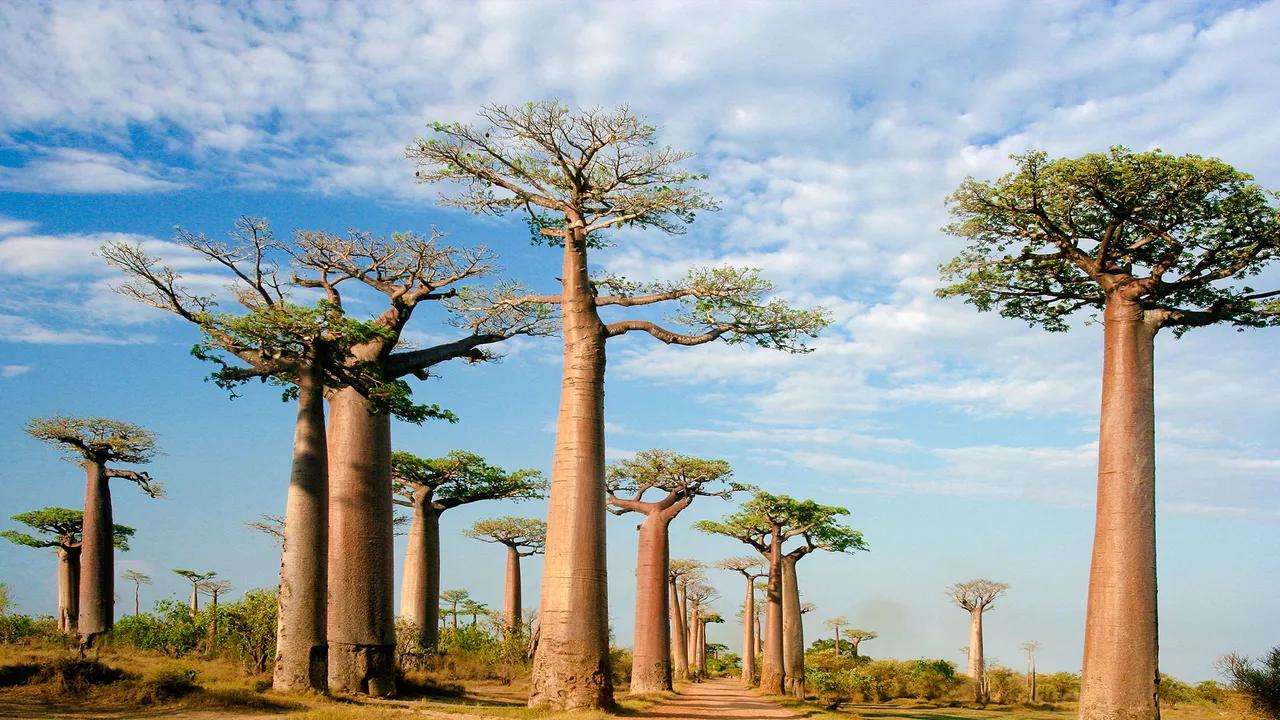 El Baobab: El Árbol de la Vida en África - Cómo se llama el árbol más grande de África arbol de senegal - Cómo se llama el árbol más grande de África