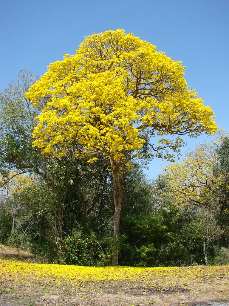 El Araguaney: El Árbol Nacional de Venezuela y sus Similitudes con Otras Especies - Cómo se llama el árbol parecido al Araguaney araguaney árbol - Cómo se llama el árbol parecido al Araguaney
