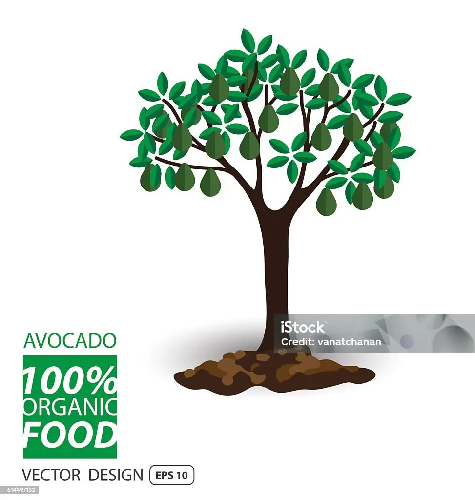El Árbol de Aguacate: Un Viaje por su Crecimiento y Fructificación - Cómo se llama el árbol que da el fruto del aguacate arbol de aguacate animado - Cómo se llama el árbol que da el fruto del aguacate