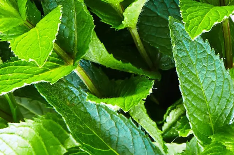 El Árbol de la Menta: Un Viaje Aromático a Través de la Naturaleza - Cómo se llama el árbol que huele a menta arbol menta - Cómo se llama el árbol que huele a menta