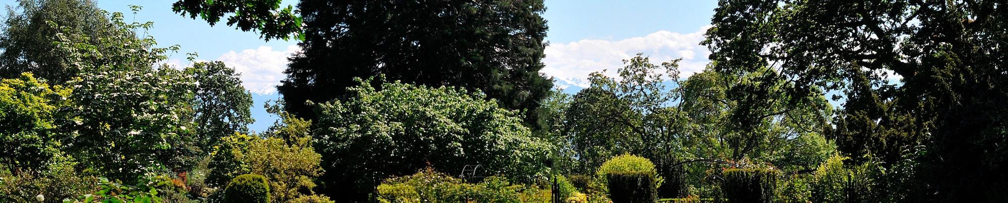 arbol a la mitad - Cómo se llama el árbol que tiene las ramas hacia abajo