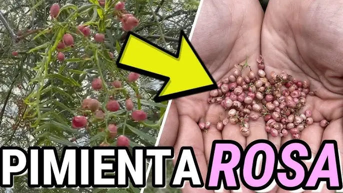 El árbol de pimienta comestible: guía completa - Cómo se llama el arbusto de la pimienta arbol de pimienta comestible - Cómo se llama el arbusto de la pimienta