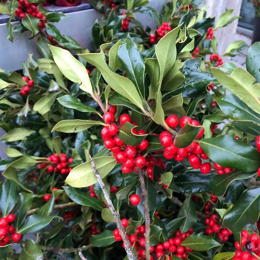 Acebo (Ilex aquifolium): Un árbol de hoja perenne con valor ecológico y cultural - Cómo se llama el fruto del acebo acebo arbol ilicineo - Cómo se llama el fruto del acebo