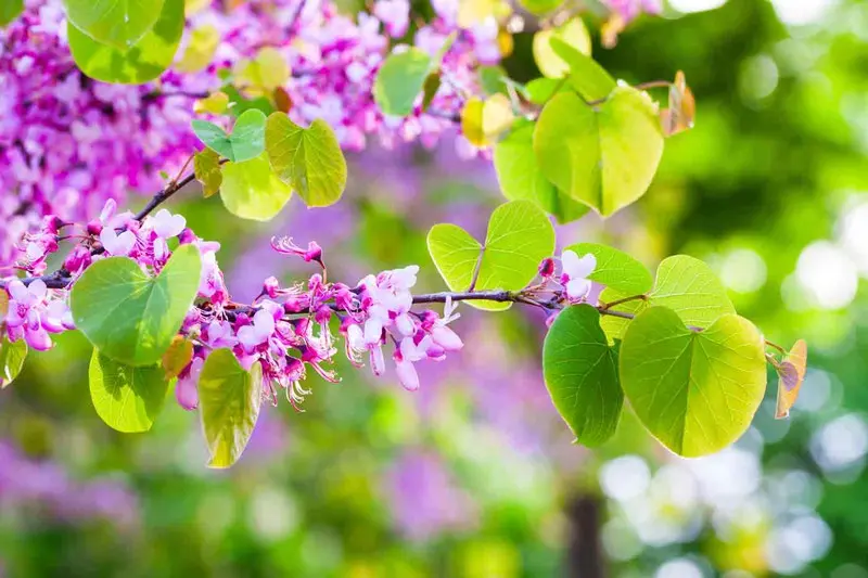 Árbol del Amor: Características, Cuidados y Usos del Cercis Siliquastrum - Cómo se llama el fruto del árbol del amor arbol cercis siliquastrum - Cómo se llama el fruto del árbol del amor