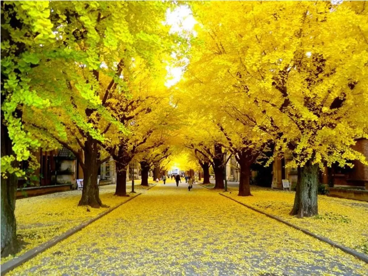 arbol de ginkgo biloba argentina - Cómo se llama el Ginkgo biloba en Argentina