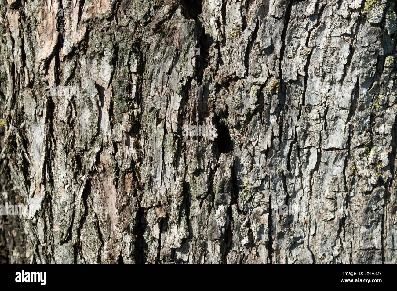arbol marron - Cómo se llama el interior de un árbol