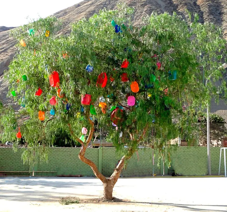 El Árbol de Carnaval: Un Viaje a través de su Historia, Usos y Belleza - Cómo se llama el mucuteno en Colombia arbol de carnaval - Cómo se llama el mucuteno en Colombia