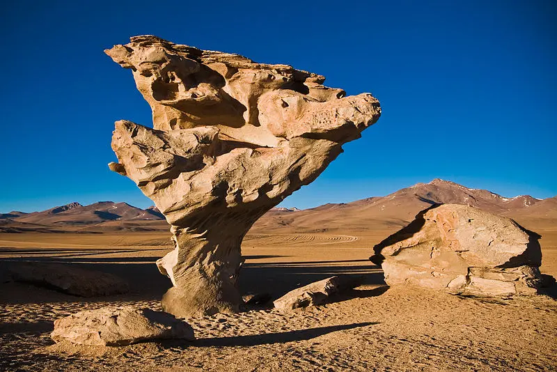 Plantas que Crecen en las Rocas: Una Guía Completa - Cómo se llama el tipo de plantas que crecen en las rocas arbol de roca - Cómo se llama el tipo de plantas que crecen en las rocas