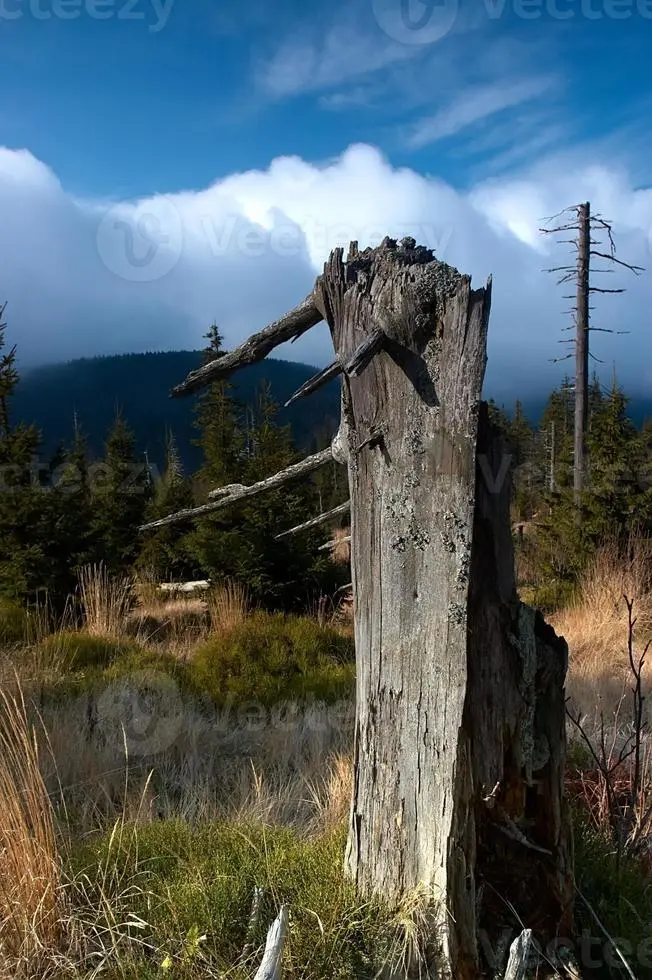 El Árbol Muerto en Pie: Un Simbolismo de Resistencia y Duelo - Cómo se llama la abuela en los árboles que mueren de pie arboles muertos en pie - Cómo se llama la abuela en los árboles que mueren de pie