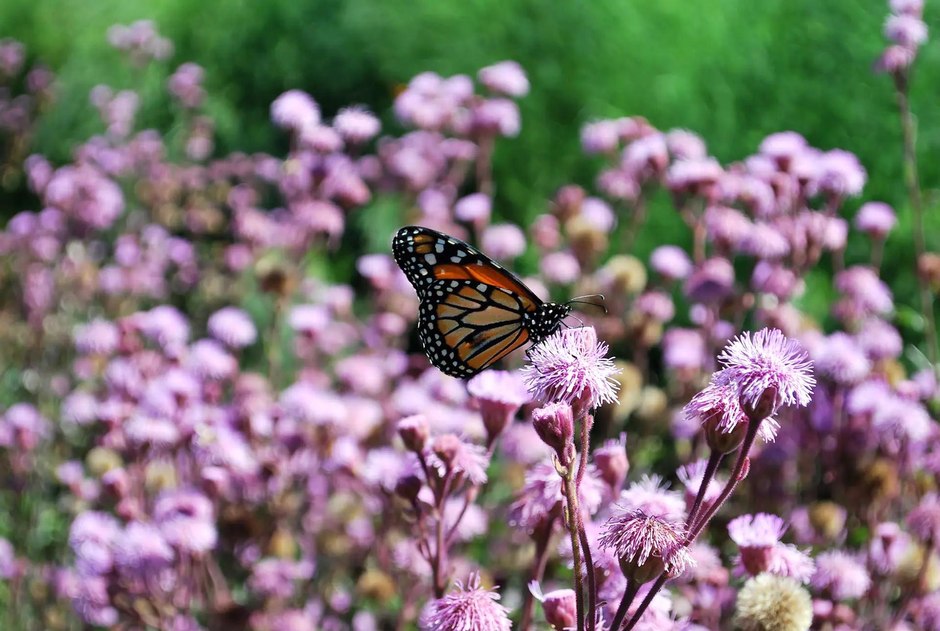 arbol que atrae mariposas - Cómo se llama la planta de las mariposas