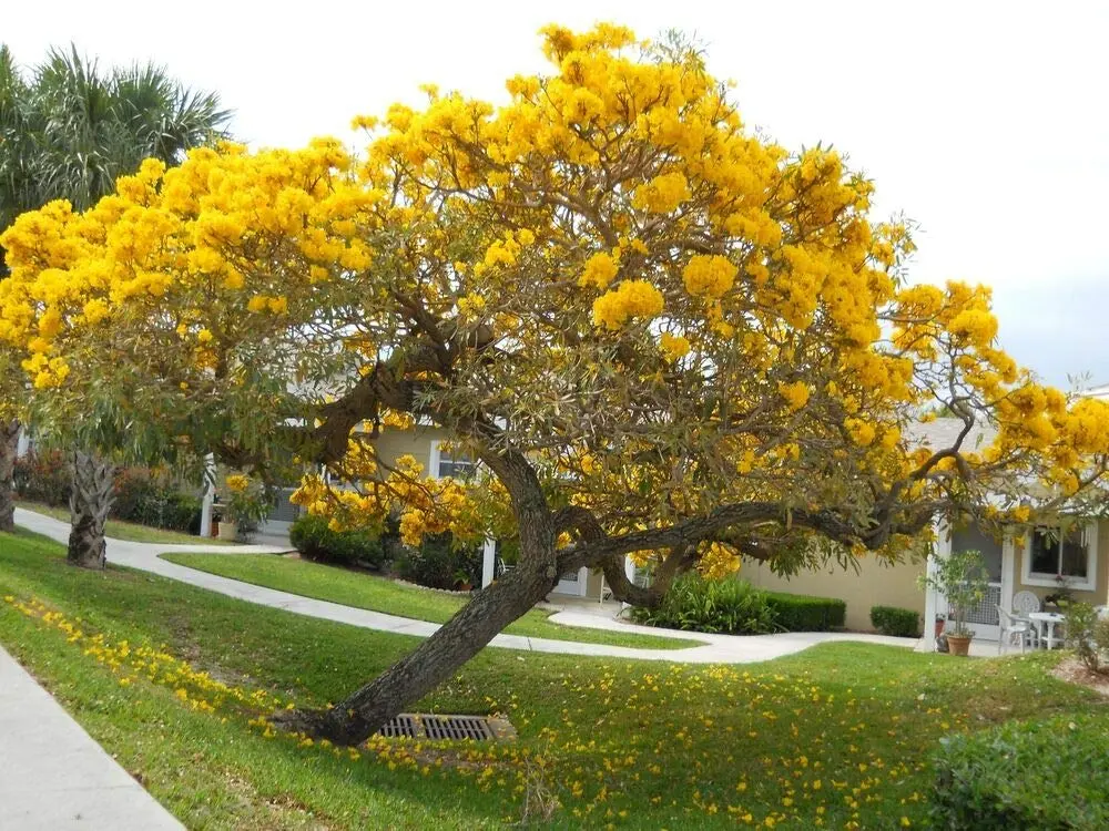 El Árbol de Trompeta: Toxicidad y Efectos en la Fertilidad Masculina - Cómo se llama la planta trompeta arbol de trompeta - Cómo se llama la planta trompeta