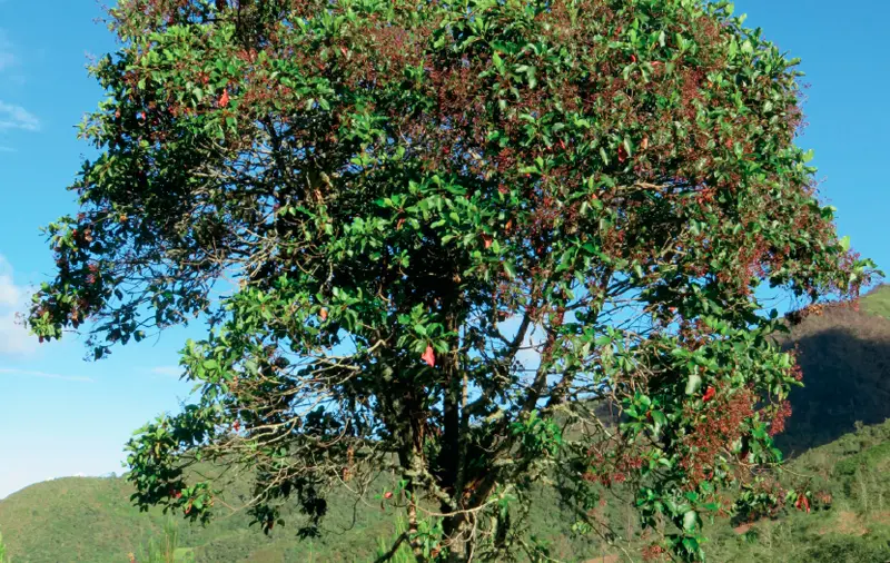 La Quina: Un Árbol Emblemático de Perú - Cómo se llama la quina en Perú quina arbol nacional de peru - Cómo se llama la quina en Perú
