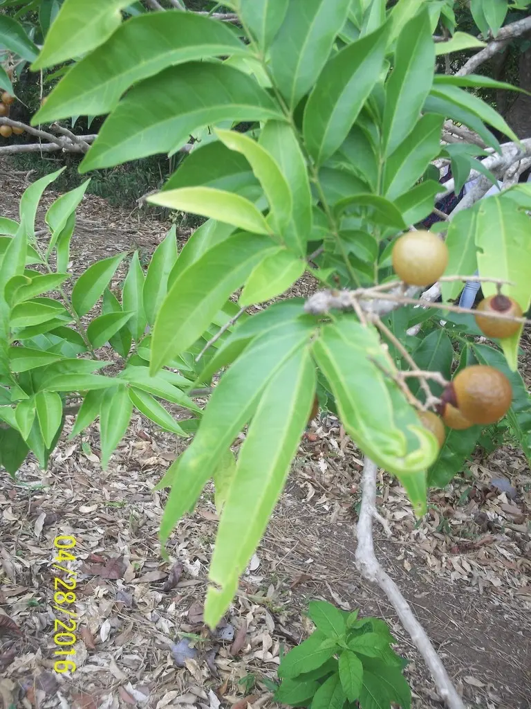 Jaboncillo: El Árbol de la Limpieza Natural en Colombia - Cómo se llama la saponaria en Colombia arbol jaboncillo colombia - Cómo se llama la saponaria en Colombia
