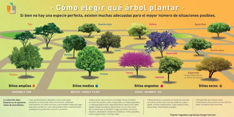 Cómo se llama la siembra de árboles: Reforestación y sus beneficios - Cómo se llama la siembra de árboles como se llama cuando plantas arboles - Cómo se llama la siembra de árboles