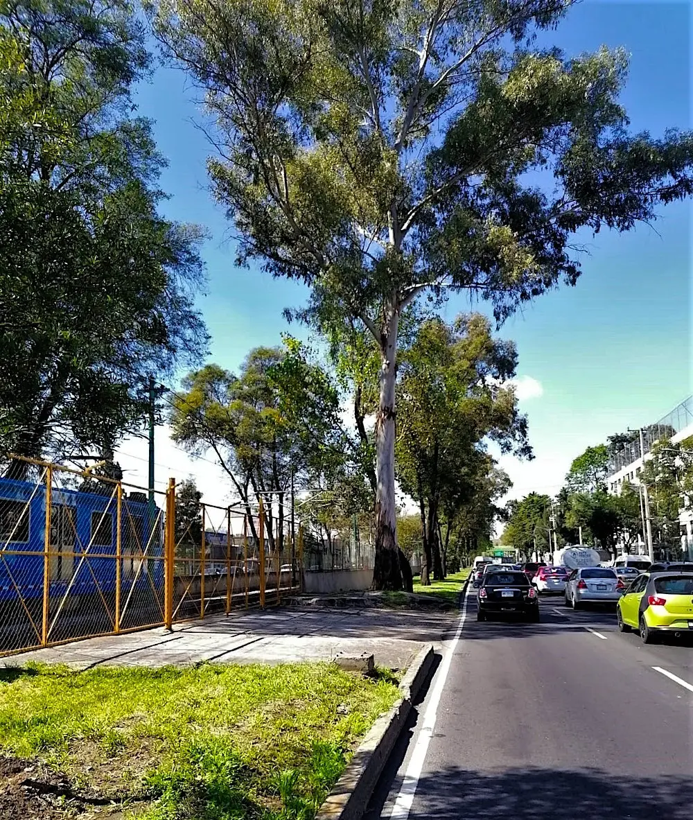 gran avenida con arboles nombre - Cómo se llama una calle arbolada