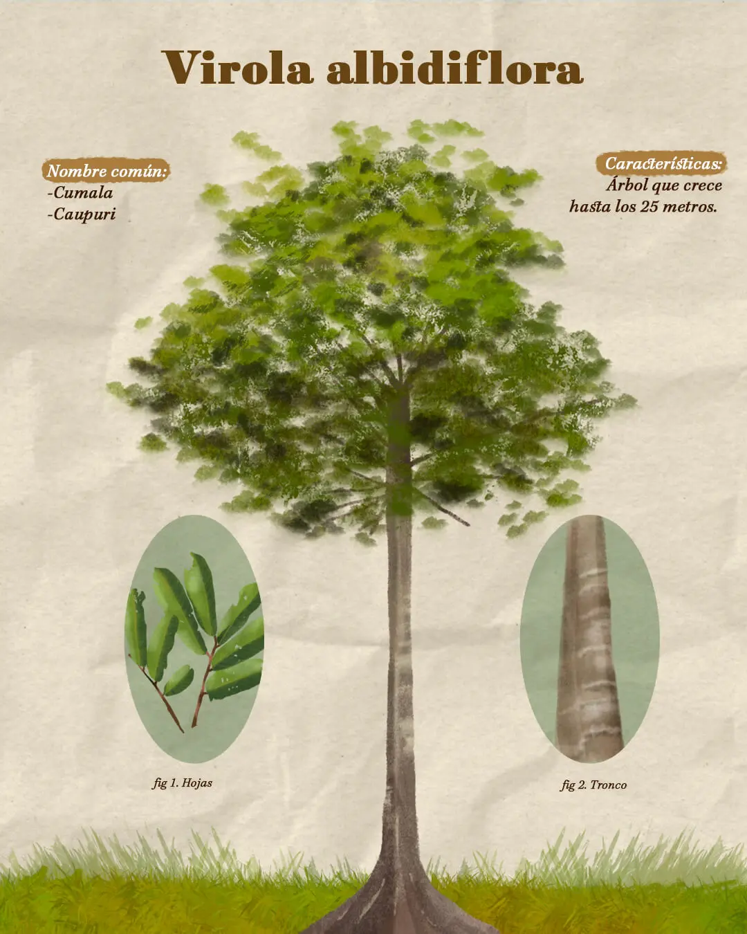 Los árboles del Amazonas: Una rica diversidad de especies - Cómo se llaman las plantas de la Amazonía arboles del amazonas nombres - Cómo se llaman las plantas de la Amazonía