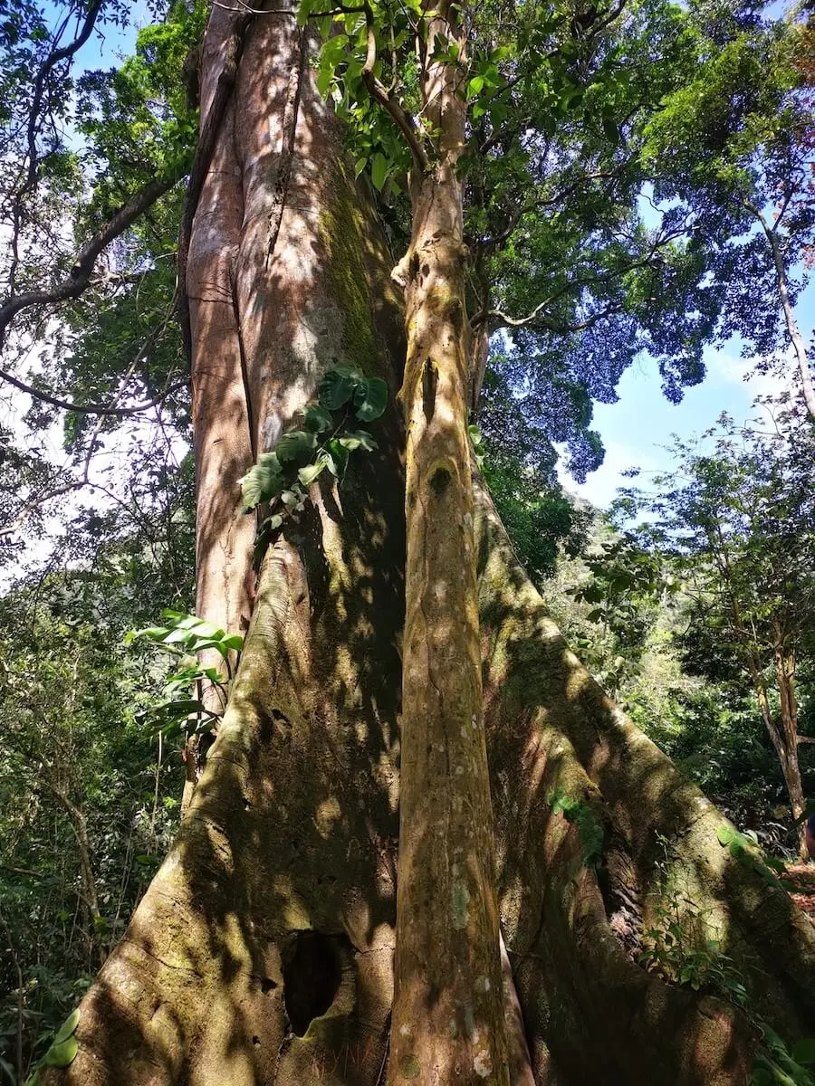 El Misterio de los Árboles Cuadrados en El Valle de Antón - Cómo se llaman los árboles cuadrados arbol cuadrado - Cómo se llaman los árboles cuadrados