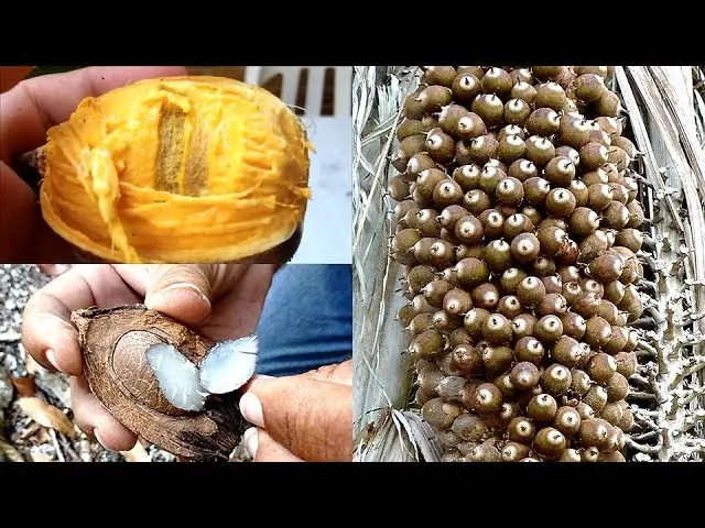 <b>¿Cómo se llaman los árboles de coco?</b> Una guía completa - Cómo se llaman los árboles de coco arbol parecido al coco - Cómo se llaman los árboles de coco