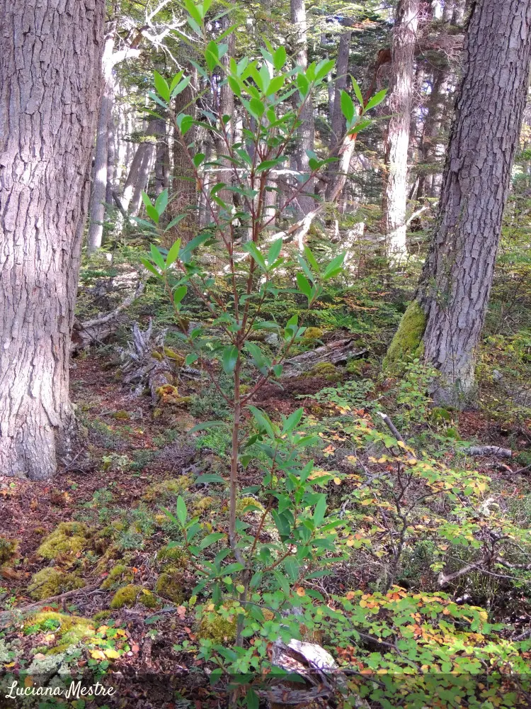 arbol andino de madera dura - Cómo se llaman los árboles que dan madera