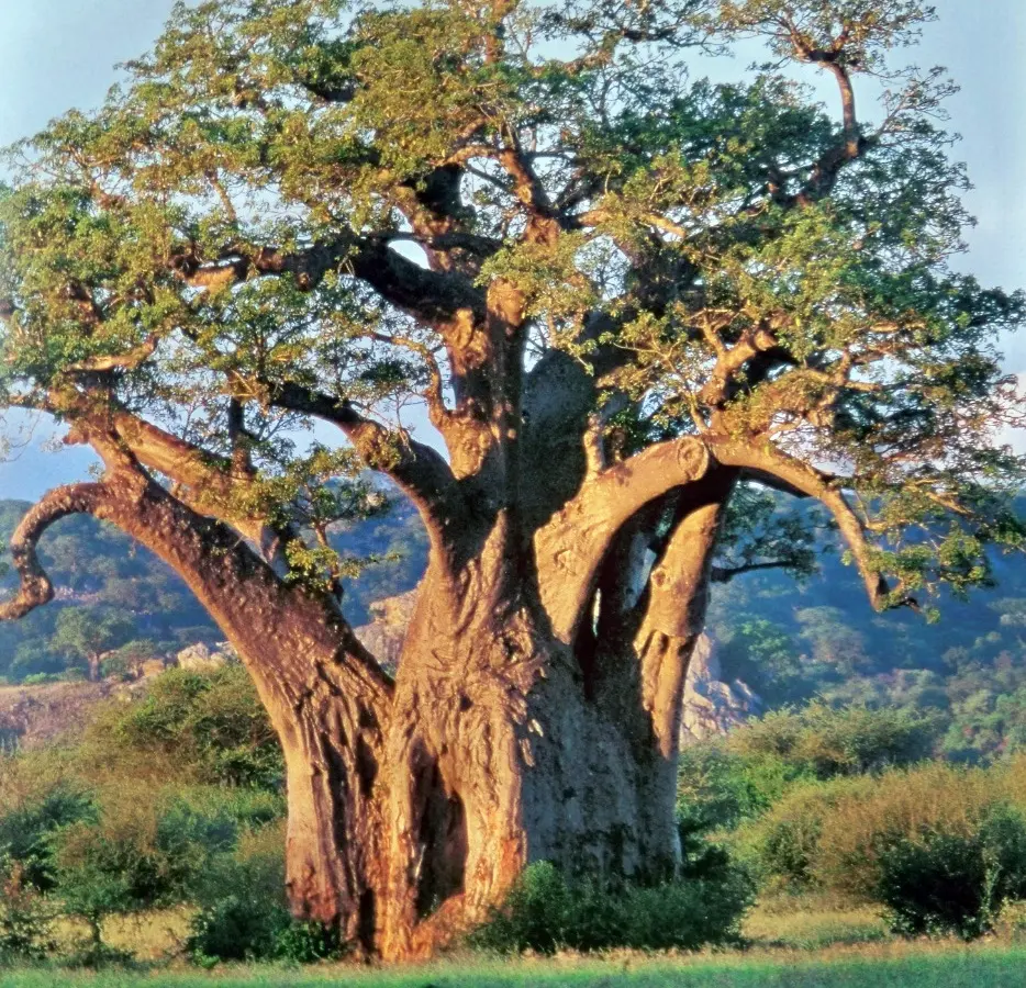 El Árbol Leopardo: Un Símbolo de la Naturaleza Sudafricana - Cómo se llaman los árboles que están en África arbol tipico de sudafrica - Cómo se llaman los árboles que están en África