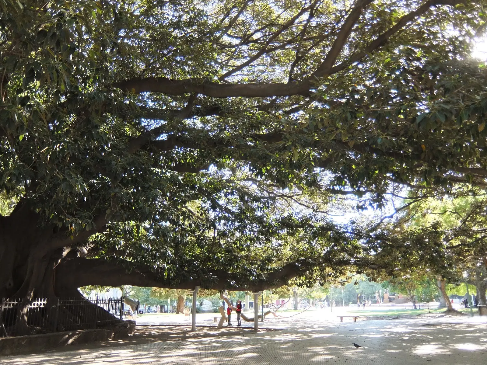 El Arbolado de la Plaza San Martín: Historia, Especies y Beneficios - Cómo se llaman los árboles que están en la 9 de julio arbolado en la plaza san martin - Cómo se llaman los árboles que están en la 9 de julio