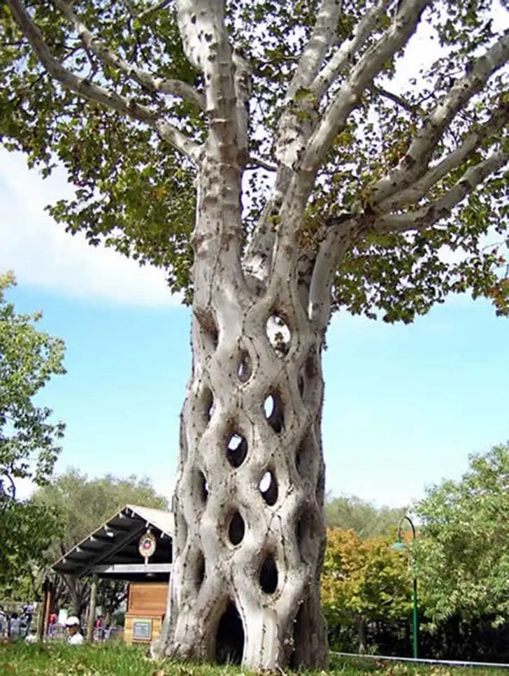 arboles con troncos raros - Cómo se llaman los árboles que tienen espinas en el tronco
