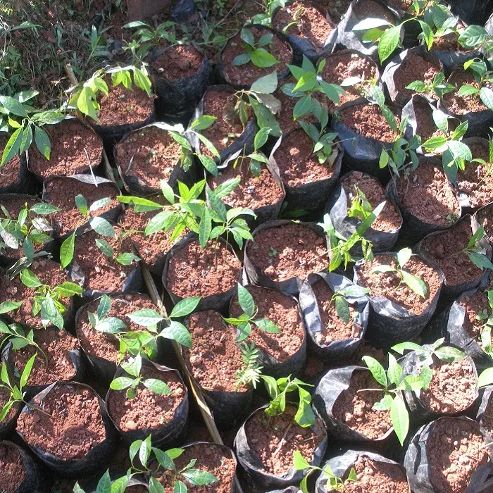 Cómo Hacer un Vivero de Árboles Frutales: Guía Completa para el Éxito - Cómo se prepara la tierra para un vivero como hacer un vivero de arboles frutales - Cómo se prepara la tierra para un vivero