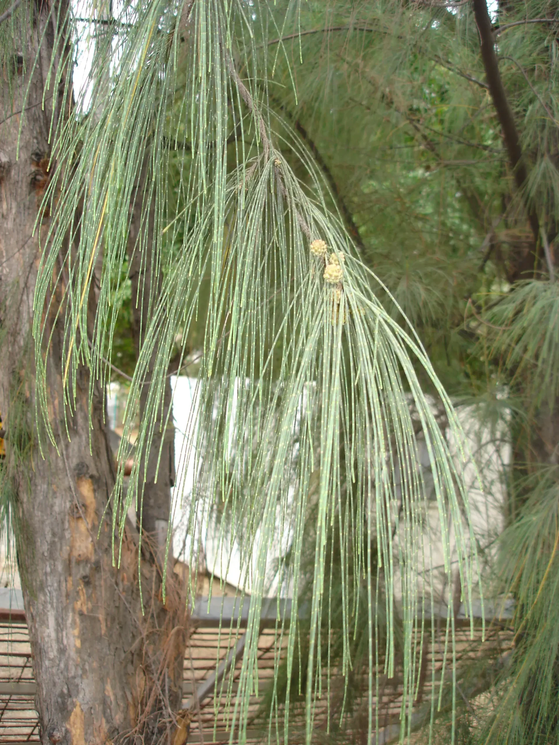 Casuarina Equisetifolia: El Árbol de la Costa - Cómo se propaga la casuarina casuarina equisetifolia arbol - Cómo se propaga la casuarina