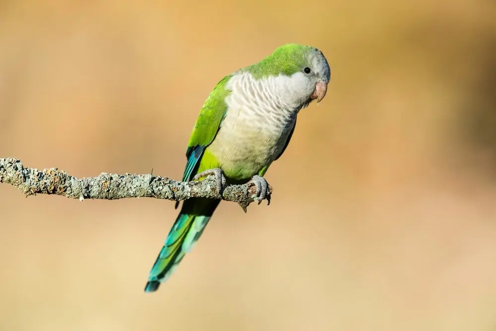 como espantar loros de los árboles - Cómo se pueden ahuyentar las cotorras